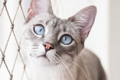 Gatto con occhi azzurri 