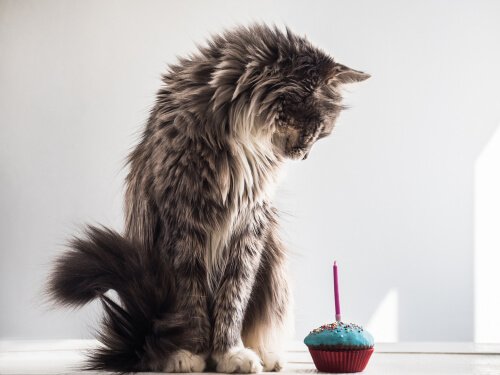Gatto con tortino con candela 