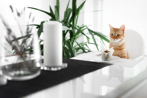 Gatto con tortino a tavola