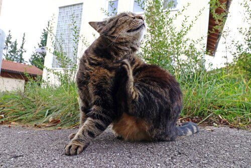 Gatto si gratta collo con la zampa