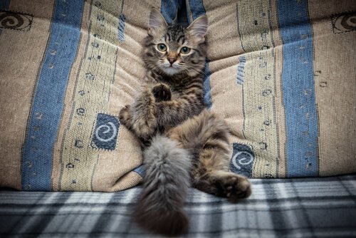 Come impedire al gatto di salire sul divano