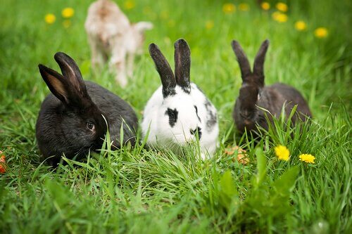 Conosciamo insieme i conigli: non sono dei roditori