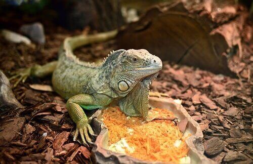 iguana con cibo 