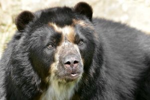Orso dagli occhiali, un animale che pochi conoscono