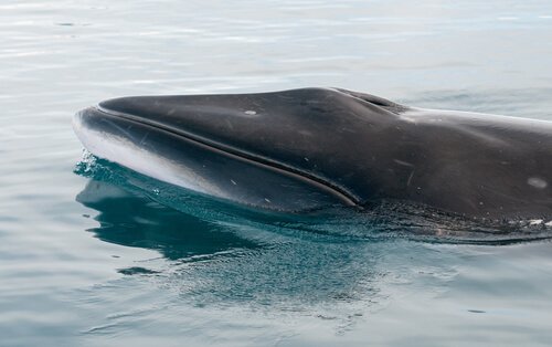 Balenottera minore antartica