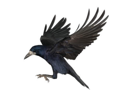 il volo di un corvo con le ali aperte
