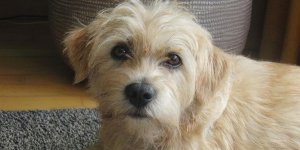 Smoushond olandese: caratteristiche e comportamento