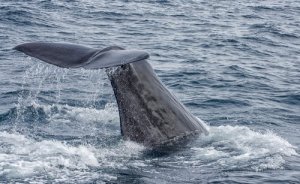 5 specie di balenottere, i giganti dell'oceano