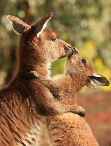 Mamma e cucciolo di canguro