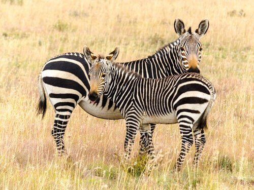 Mamma zebra con puledro