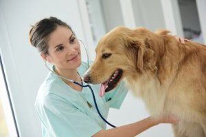 Il megaesofago nei cani: sintomi e trattamento