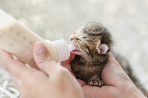 micio neonato nutrito con un biberon