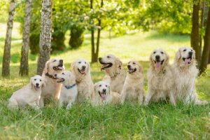 Consigli per allevare un Golden retriever