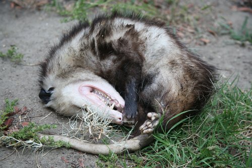 Opossum che si finge morto