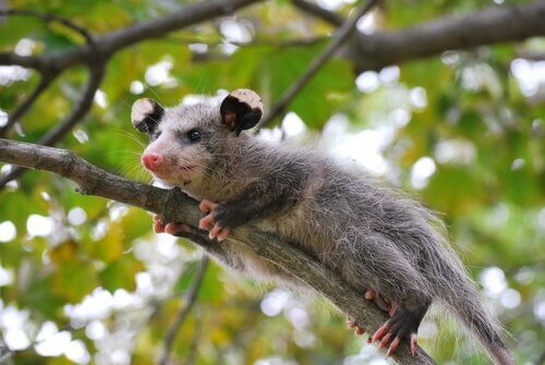 Alla scoperta degli opossum!