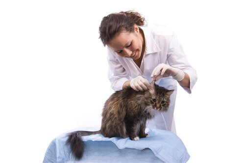 Scopriamo come trattare l’otite nei gatti