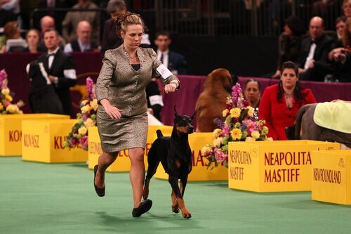Westminster Kennel Club, il concorso di bellezza per cani più famoso