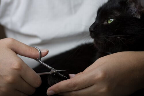 Padrona taglia le unghie al gatto