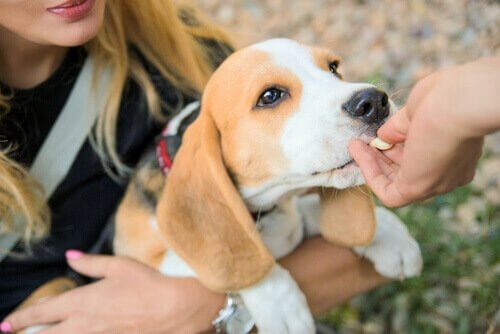 Padrone dà una pastiglia a un beagle