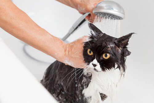 Padrone fa la doccia a un gattino nero e bianco