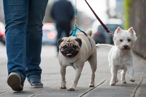 Padrone porta a spasso due cagnolini in strada