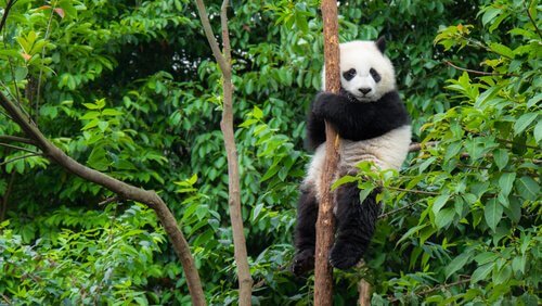 Panda gigante sull'albero