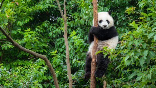 Panda gigante sull'albero 