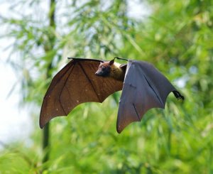 Pipistrelli e vampiri, una curiosa associazione