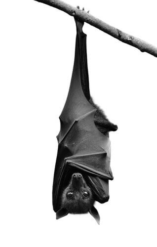 Pipistrello penzola da ramo