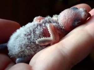 Parrocchetto: alimentazione dei pulcini