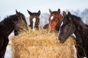 Nutrienti principali per il cavallo