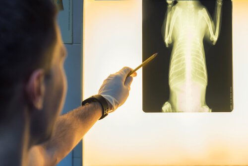 Veterinario osserva radiografia animale 