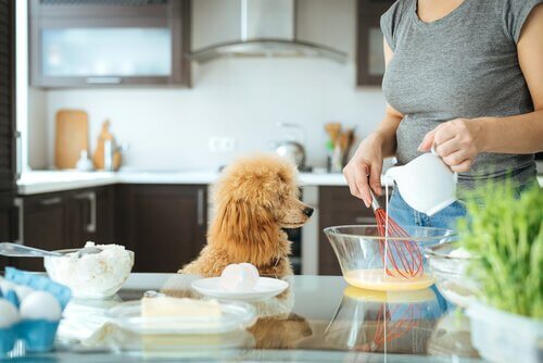 Ragazza cucina con accanto un cane