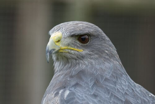Falco grigio