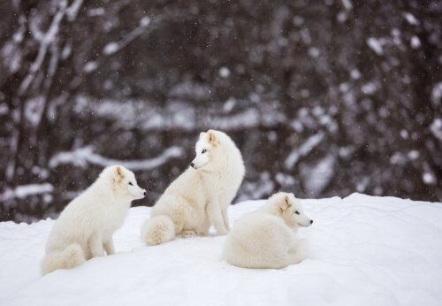 tre cuccioli di Volpe artica