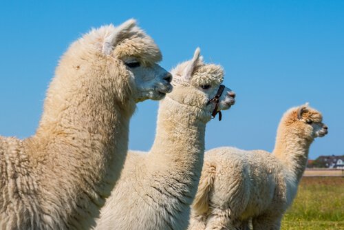 Alpaca al pascolo