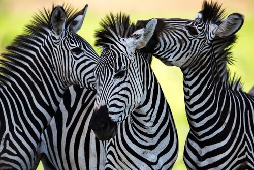 I colori della zebra: l’animale con la pelle più curiosa