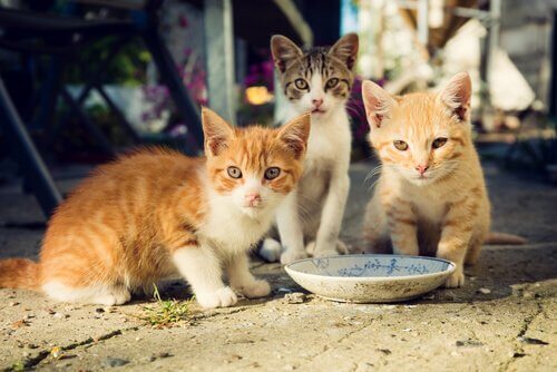 Come nutrire una colonia di gatti correttamente?