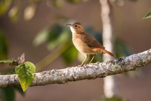 Uccello fornaio su ramo 