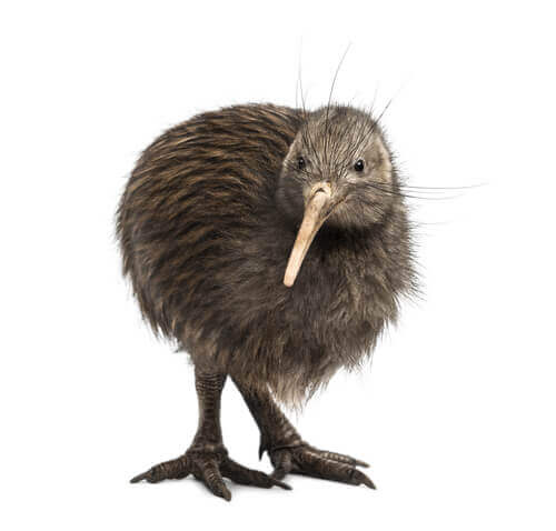 Uccello kiwi