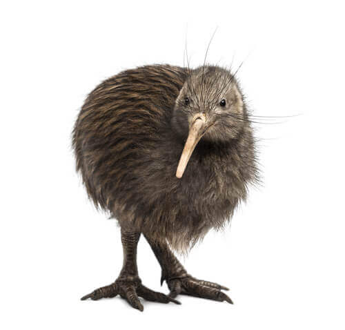 Uccello kiwi 