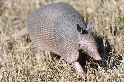 Armadillo cammina in un campo di grano