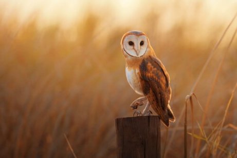 5 Tipi Di Civette E Barbagianni Che Non Conoscevate I Miei Animali