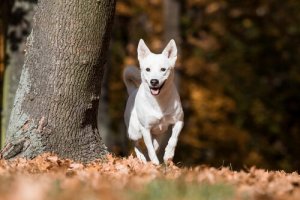 Canaan Dog, un cane fedele dall'anima selvaggia