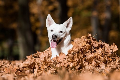 Canaan Dog emerge da un letto di foglie autunnali