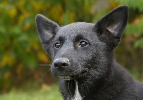 Canaan Dog nero