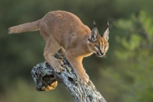 Caracal: caratteristiche, alimentazione e habitat