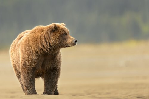 Grizzly cammina su un terreno