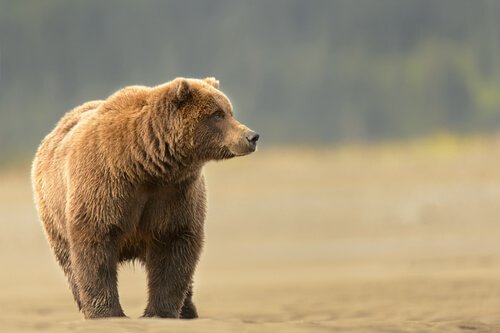 Grizzly cammina su un terreno 