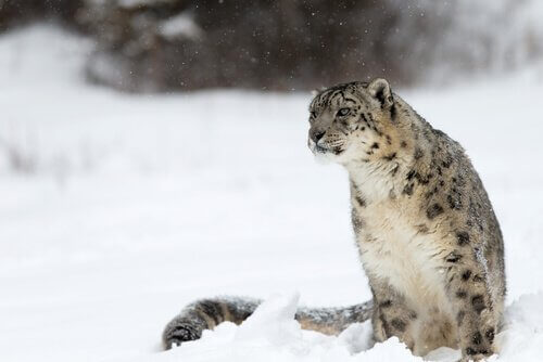 Leopardo delle nevi seduto sulla neve himalayana
